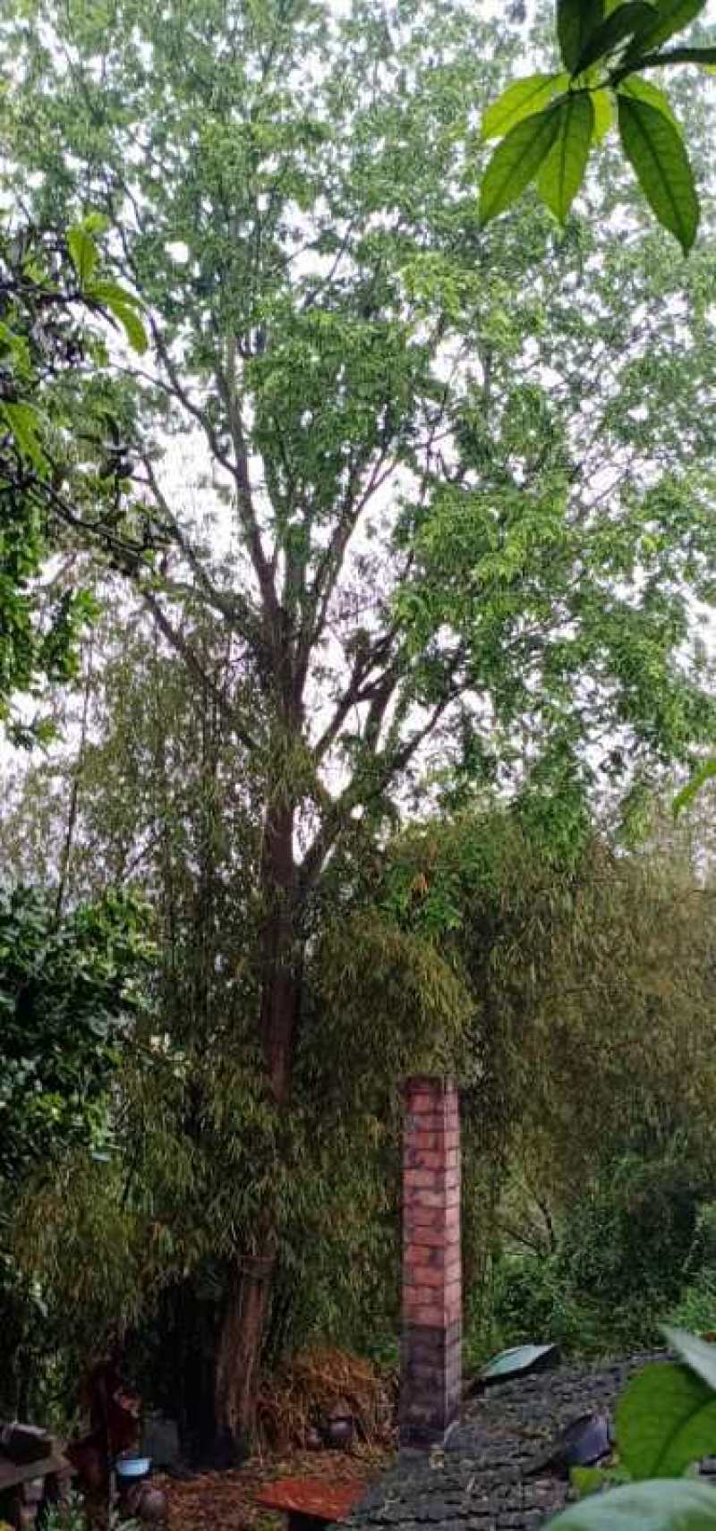 重庆巴南区赚宝苗圃精品丛生熟货皂角树价格美丽