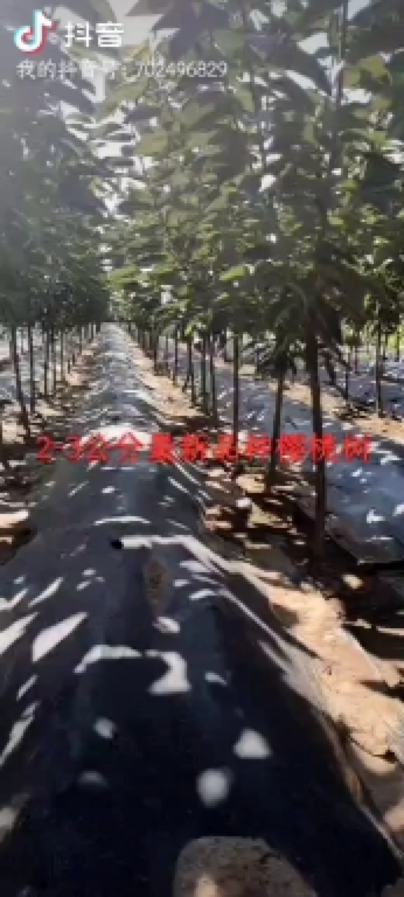 榆叶梅清地处理中，一棵也是批发价格，需要的抓紧联系