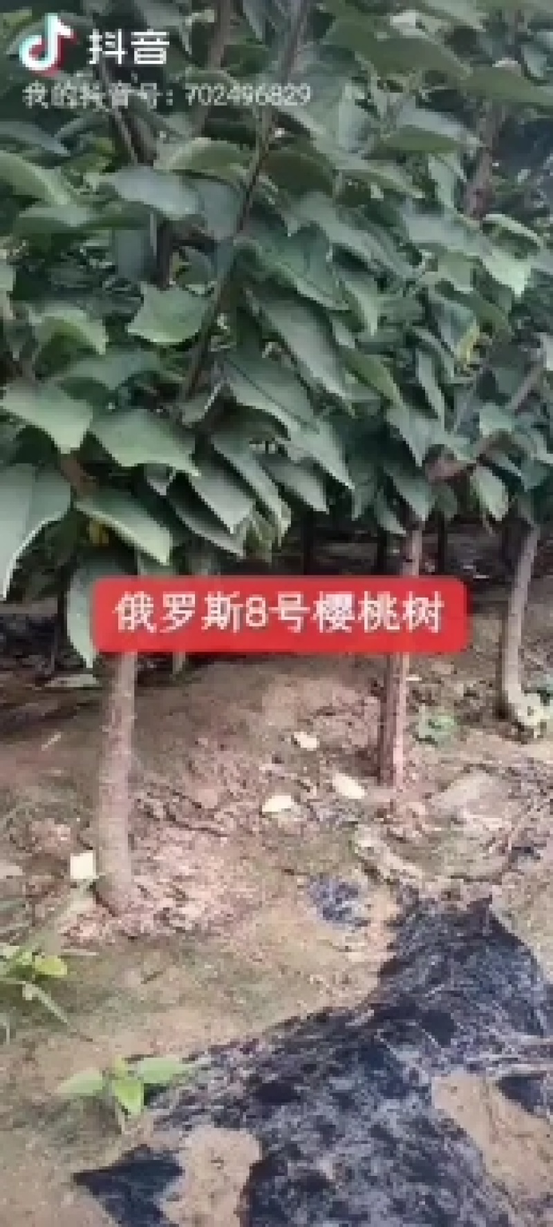 山楂苗清地处理中，一棵也是批发价格，需要的抓紧联系