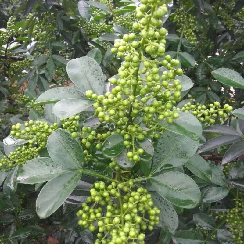 四川特级青花椒粒麻椒藤椒特麻特香青麻椒花椒