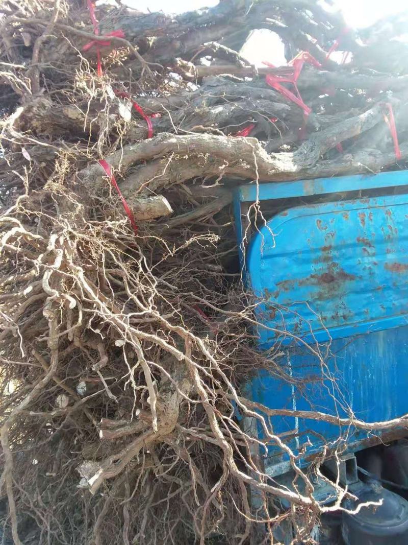赤霞珠葡萄苗清地处理中，一棵也是批发价格，需要的抓紧联