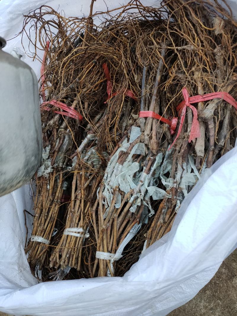 赤霞珠葡萄苗清地处理中，一棵也是批发价格，需要的抓紧联