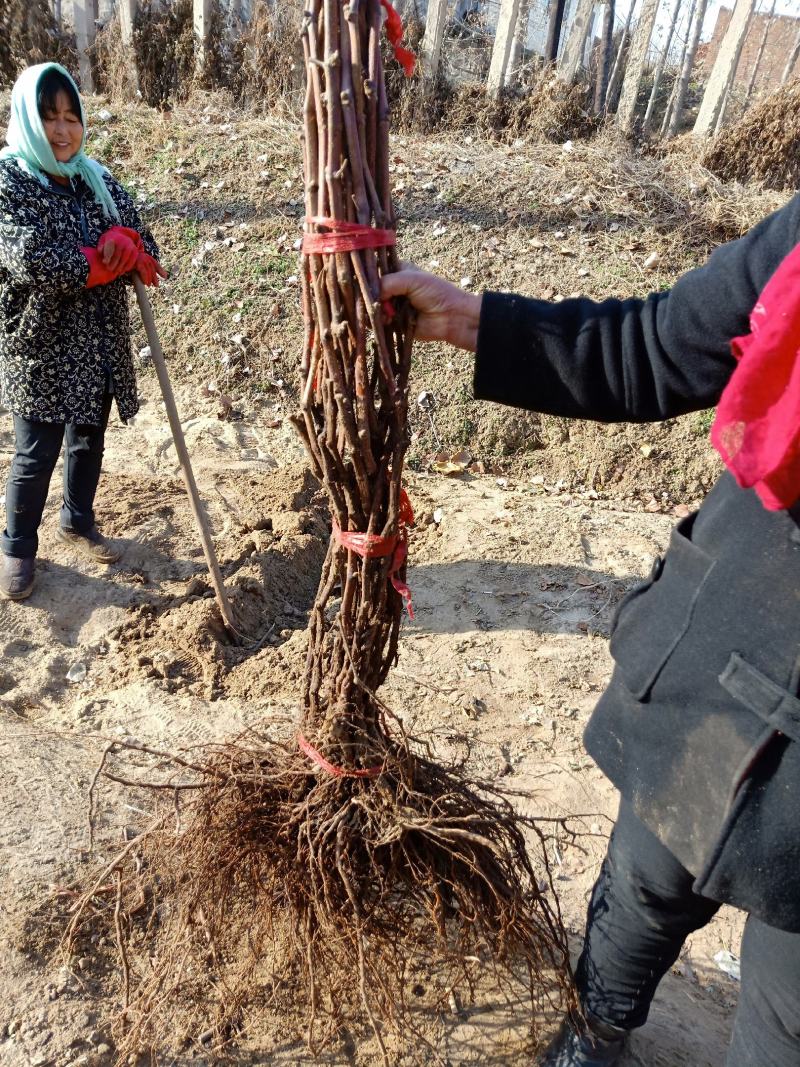 赤霞珠葡萄苗清地处理中，一棵也是批发价格，需要的抓紧联