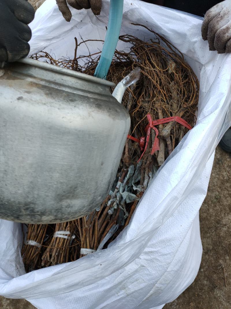 赤霞珠葡萄苗清地处理中，一棵也是批发价格，需要的抓紧联