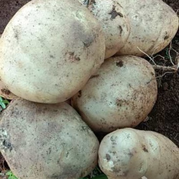 贵州毕节威宁土豆云署104三两以上