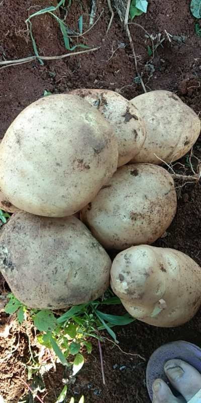 贵州毕节威宁土豆云署104三两以上