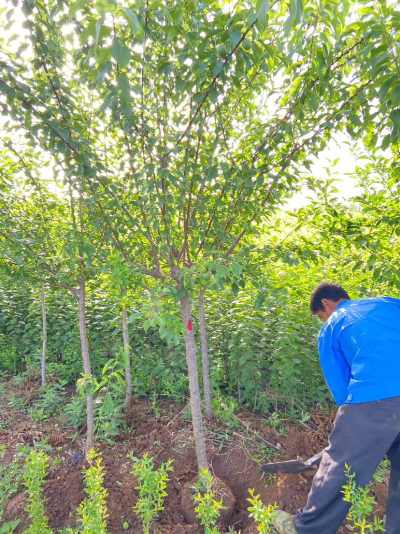 黄金奈李苗南方北方李子果树苗嫁接李子树苗盆栽地栽当年结果