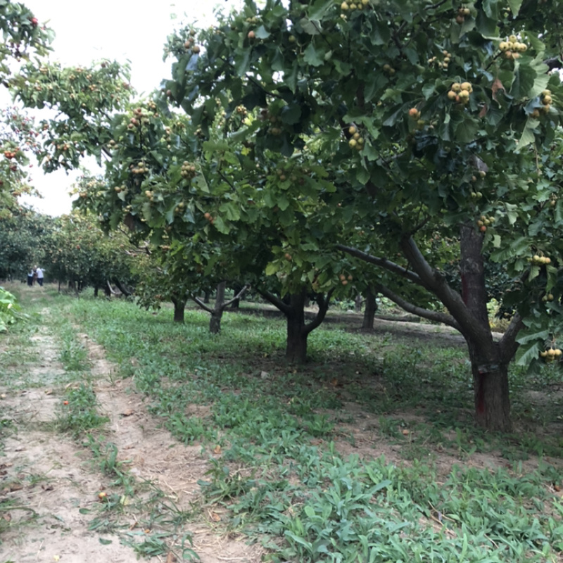 山楂树基地供应山楂树15–20公分精品山楂树价格