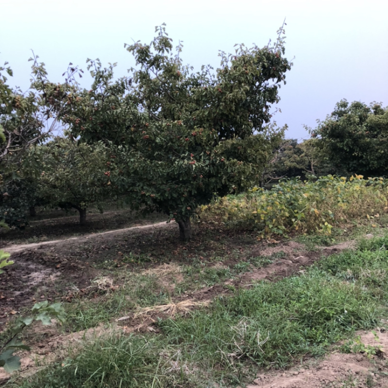 山楂树基地供应山楂树15–20公分精品山楂树价格