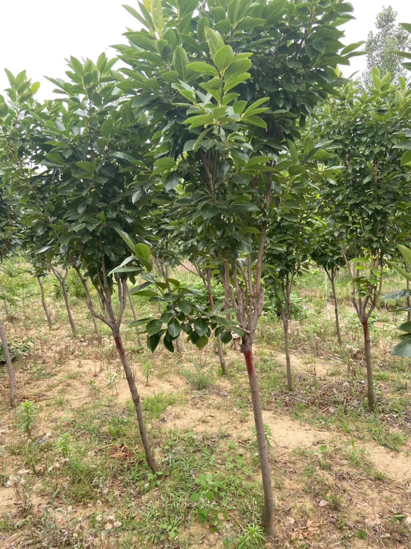甜脆无核柿子树嫁接苗庭院盆栽南北方种植易活