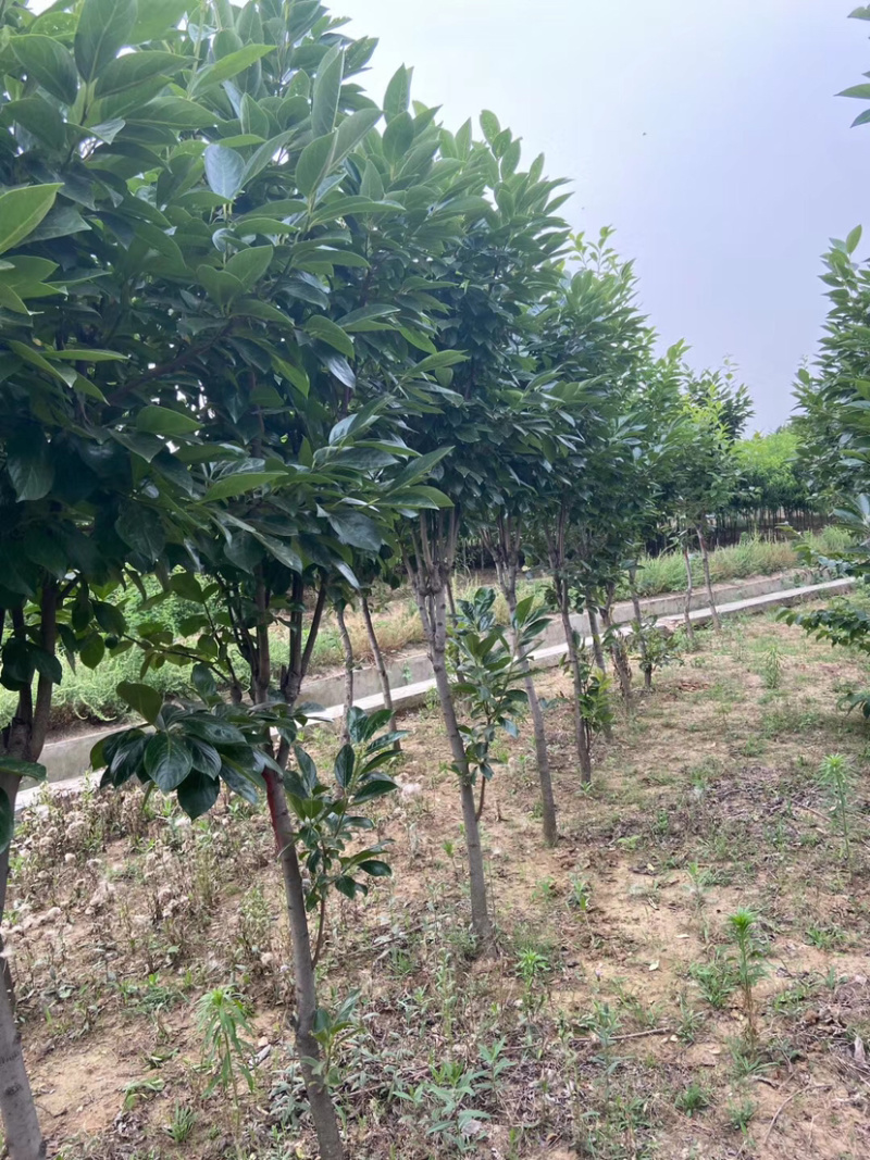 甜脆无核柿子树嫁接苗庭院盆栽南北方种植易活