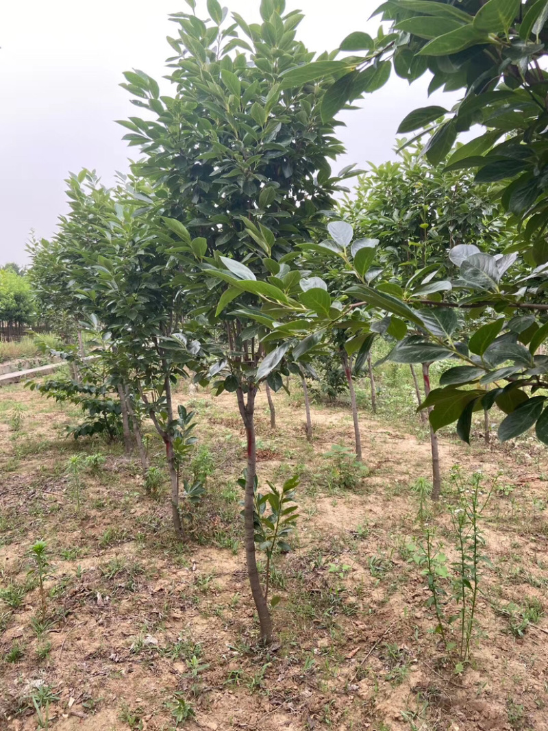 甜脆无核柿子树嫁接苗庭院盆栽南北方种植易活