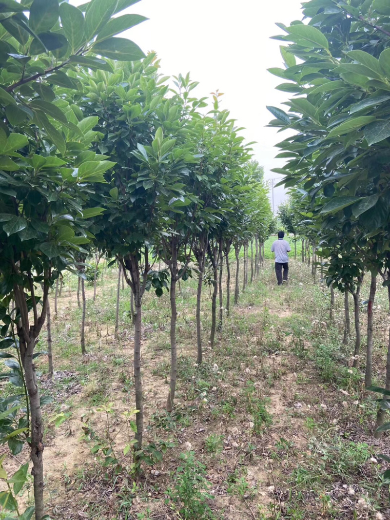 甜脆无核柿子树嫁接苗庭院盆栽南北方种植易活
