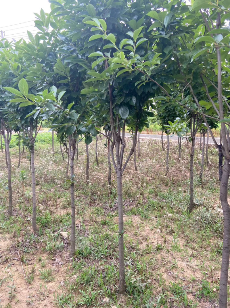 甜脆无核柿子树嫁接苗庭院盆栽南北方种植易活