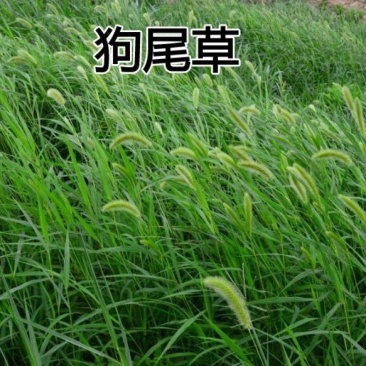 狗尾草种子旱地常见牧草杂草观赏型护坡狗尾巴草种子芮草种籽