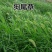 狗尾草种子旱地常见牧草杂草观赏型护坡狗尾巴草种子芮草种籽