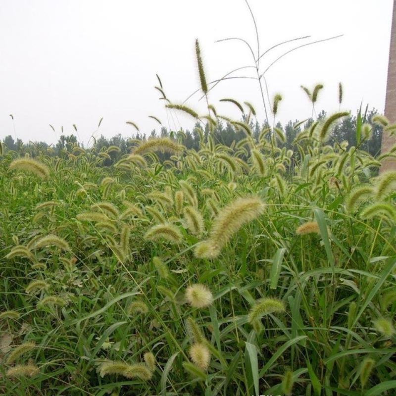 狗尾草种子旱地常见牧草杂草观赏型护坡狗尾巴草种子芮草种籽