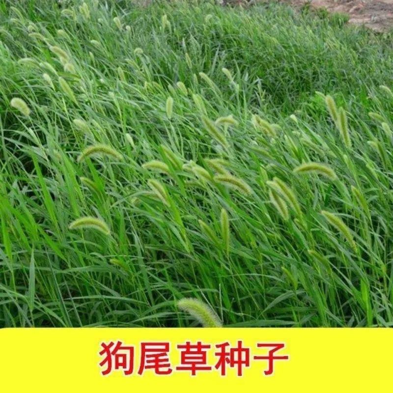 狗尾草种子旱地常见牧草杂草观赏型护坡狗尾巴草种子芮草种籽