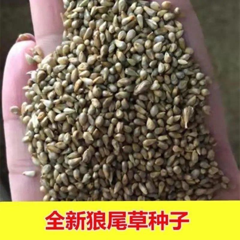 狗尾草种子旱地常见牧草杂草观赏型护坡狗尾巴草种子芮草种籽