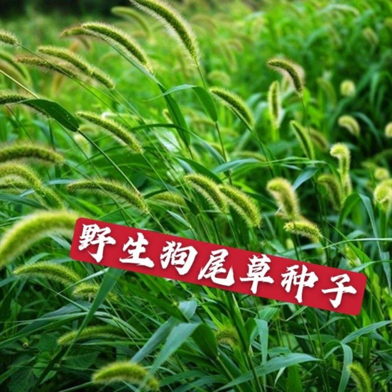 狗尾草种子旱地常见牧草杂草观赏型护坡狗尾巴草种子芮草种籽