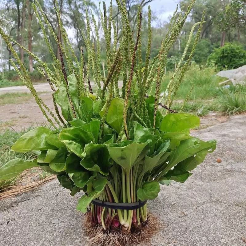 【长期供应广东】新鲜车前草正宗野生车前草中药材