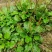 【长期供应广东】新鲜车前草正宗野生车前草中药材