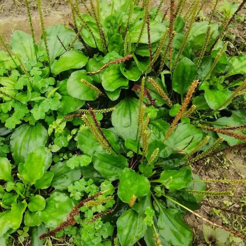 【长期供应广东】新鲜车前草正宗野生车前草中药材