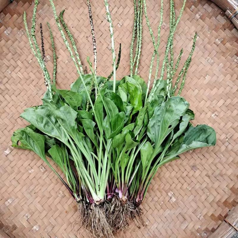 【长期供应广东】新鲜车前草正宗野生车前草中药材