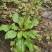 【长期供应广东】新鲜车前草正宗野生车前草中药材