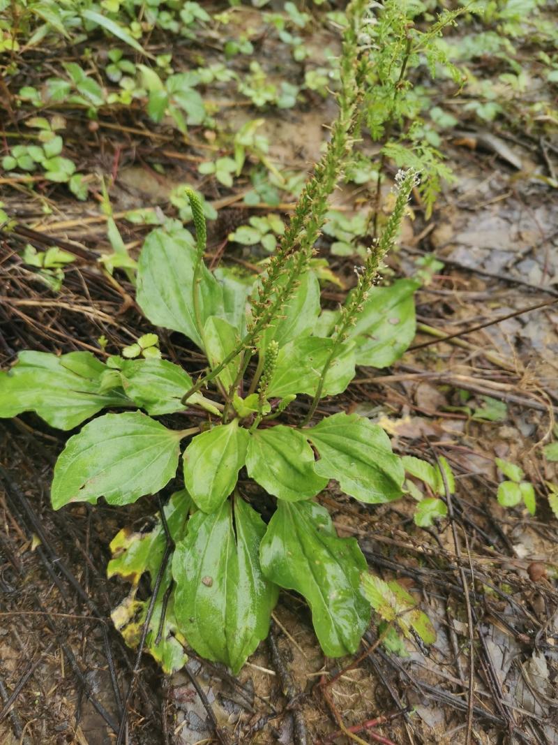 【长期供应广东】新鲜车前草正宗野生车前草中药材