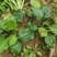 【长期供应广东】新鲜车前草正宗野生车前草中药材