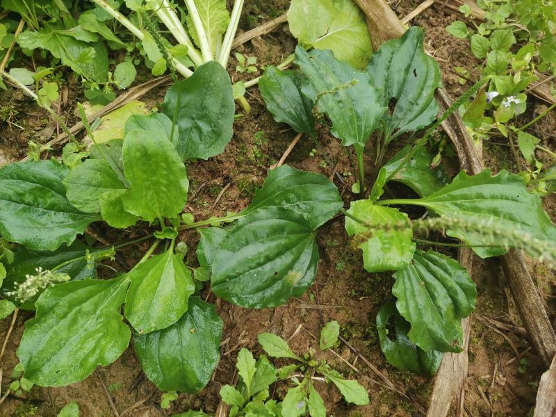 【长期供应广东】新鲜车前草正宗野生车前草中药材
