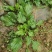 【长期供应广东】新鲜车前草正宗野生车前草中药材