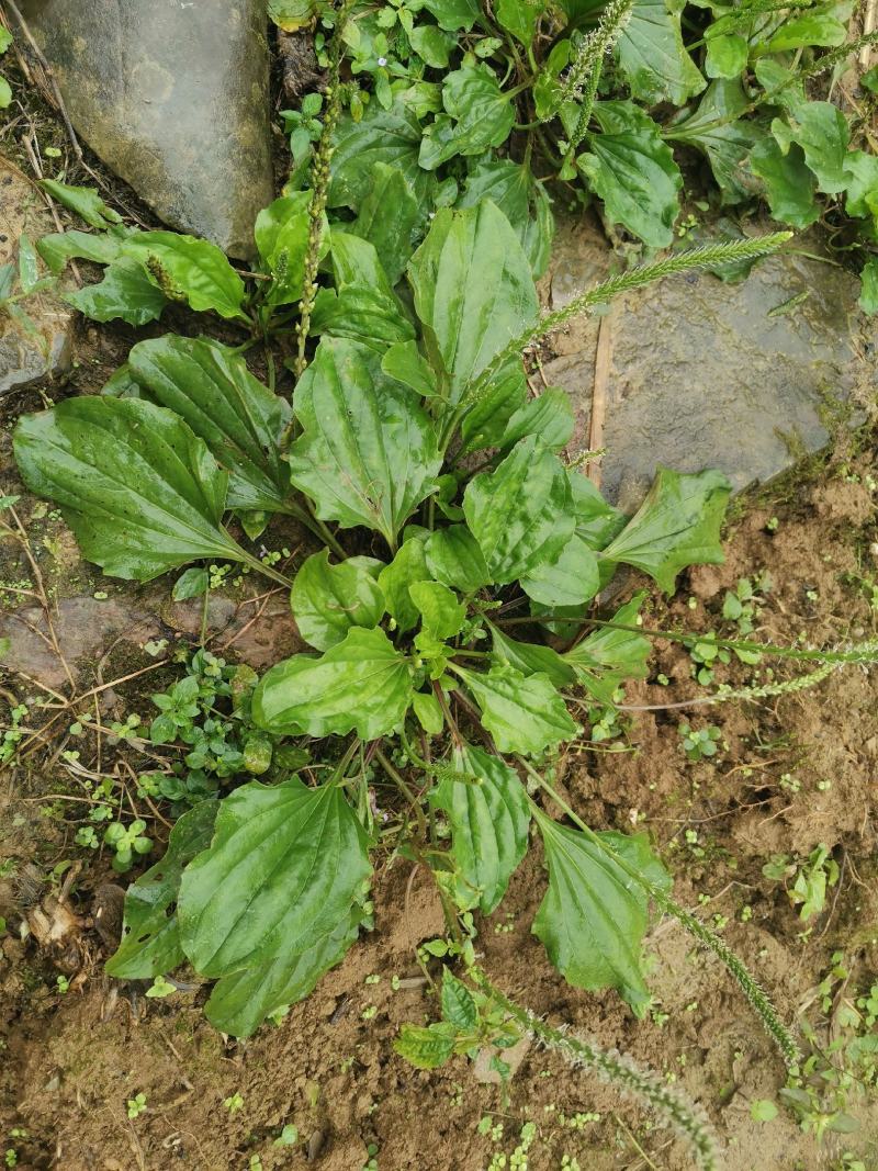 【长期供应广东】新鲜车前草正宗野生车前草中药材