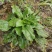 【长期供应广东】新鲜车前草正宗野生车前草中药材
