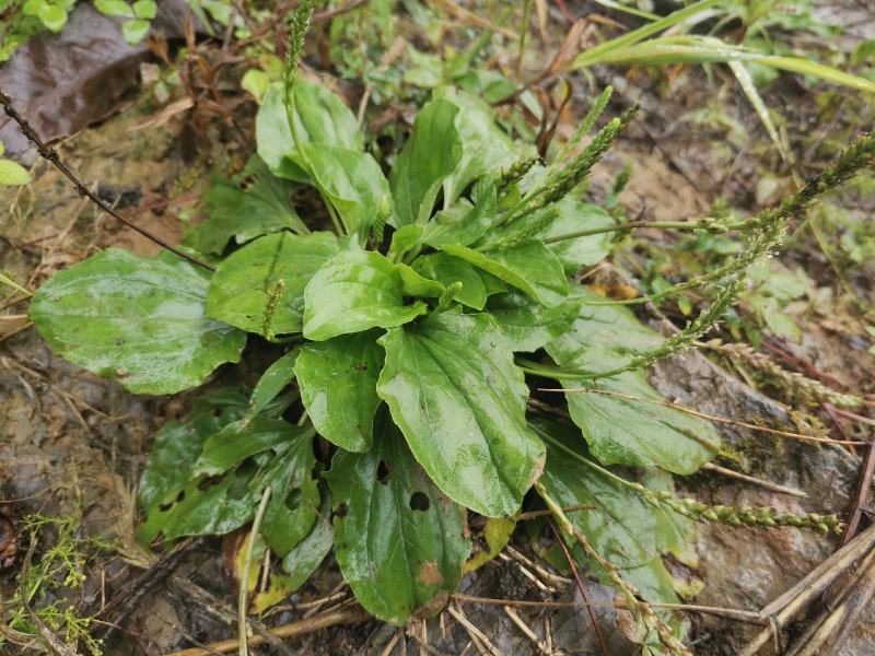 【长期供应广东】新鲜车前草正宗野生车前草中药材