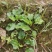 【长期供应广东】新鲜车前草正宗野生车前草中药材
