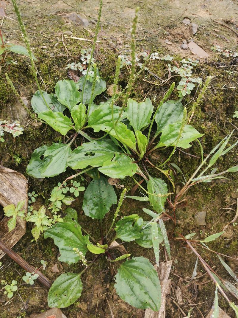 【长期供应广东】新鲜车前草正宗野生车前草中药材