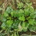 【长期供应广东】新鲜车前草正宗野生车前草中药材