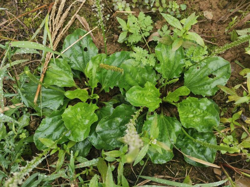 【长期供应广东】新鲜车前草正宗野生车前草中药材