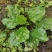 【长期供应广东】新鲜车前草正宗野生车前草中药材
