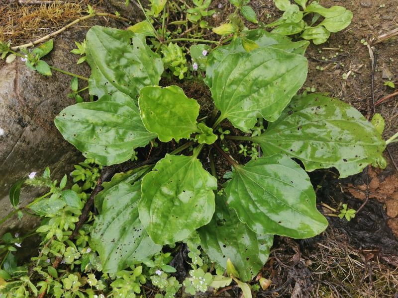 【长期供应广东】新鲜车前草正宗野生车前草中药材