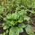 【长期供应广东】新鲜车前草正宗野生车前草中药材