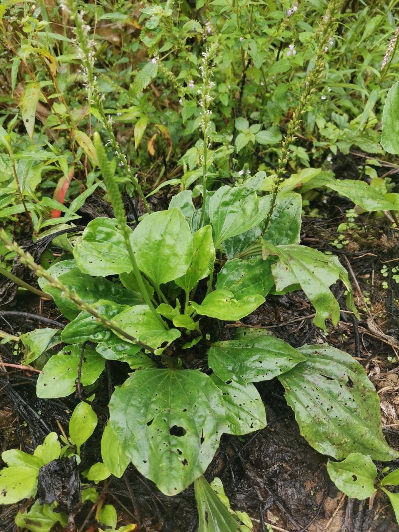 【长期供应广东】新鲜车前草正宗野生车前草中药材