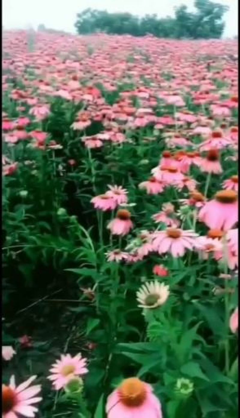 松果菊种子绿化棚栽花卉种子种子花期长颜色鲜艳高端品种子