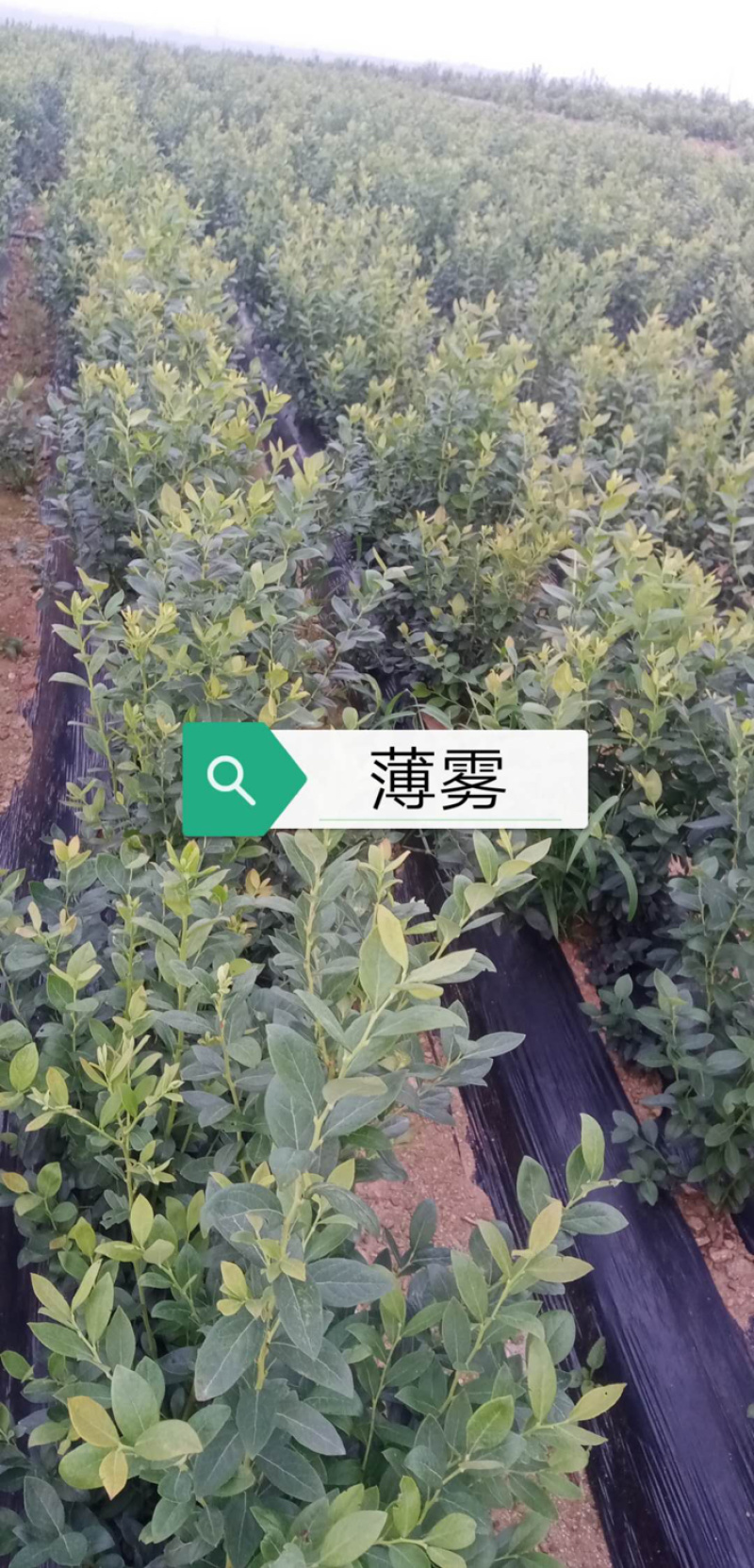 优质蓝莓苗品种多基地直销现挖现发包成活
