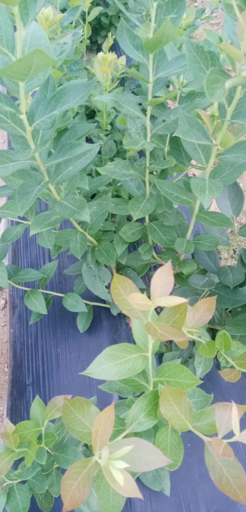优质蓝莓苗品种多基地直销现挖现发包成活