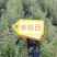 优质蓝莓苗品种多基地直销现挖现发包成活