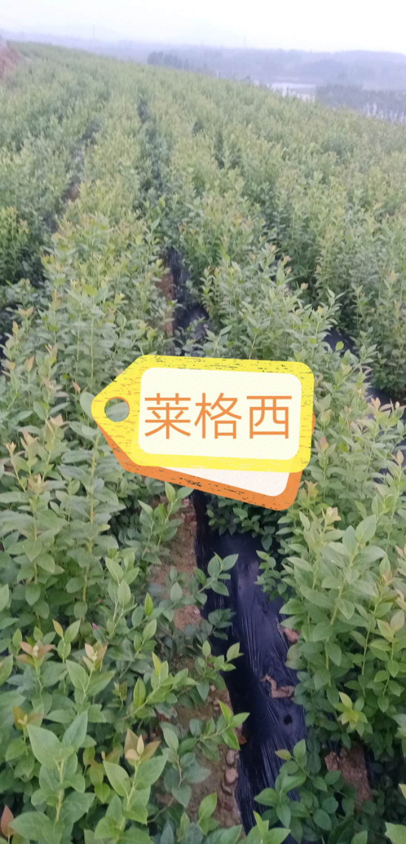 优质蓝莓苗品种多基地直销现挖现发包成活