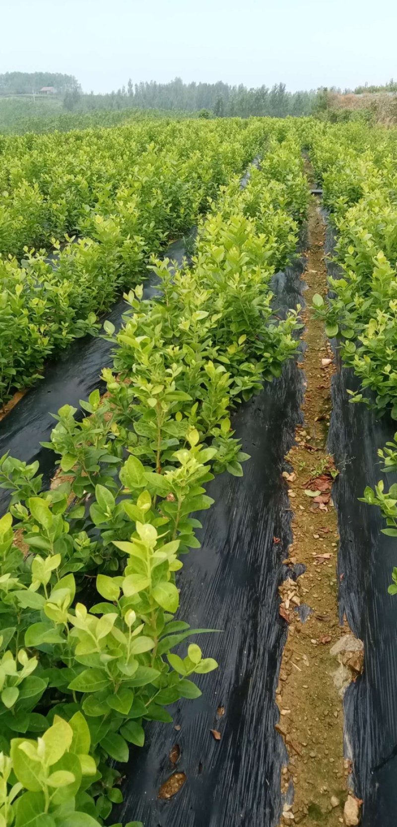 优质蓝莓苗品种多基地直销现挖现发包成活